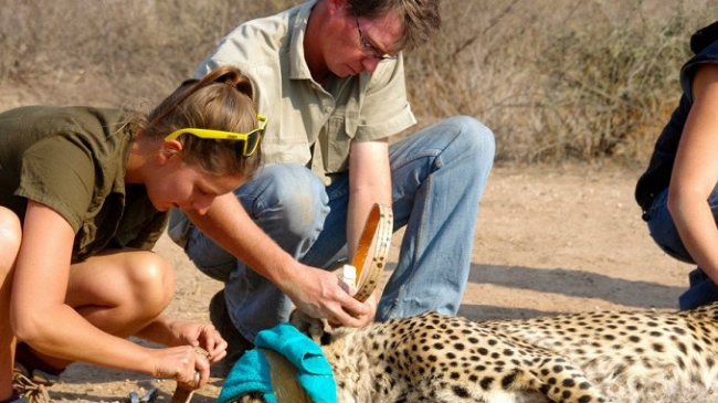 Top 7 Volunteer Programs Africa Wildlife