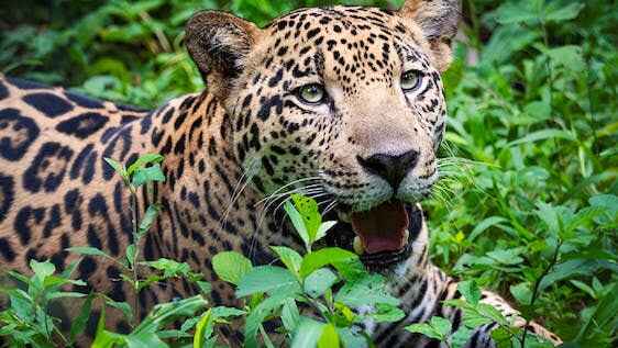 Wildlife Volunteer Opportunities in Costa Rica